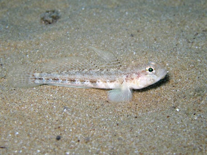 Gobius roulei (De Buen, 1928)